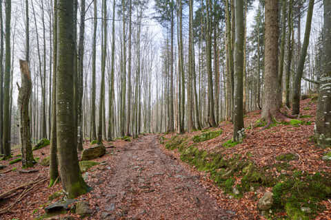 Gemeinde Sankt_Oswald-Riedlhütte Landkreis Freyung-Grafenau Großer Rachel Wanderweg (Dirschl Johann) Deutschland FRG